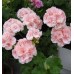 Пеларгония Pelargonium Salmon Princess